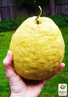 Лимон "Киевский Крупноплодный" плоды до 1кг!6