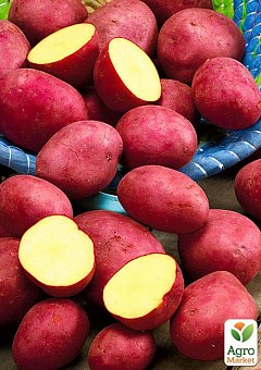Купить сортовой посевной картофель в Одессе, Киеве и по всей Украине.
