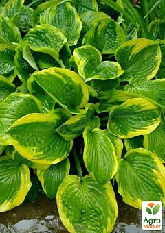 ХОСТЫ: купить саженцы и луковицы хосты почтой в Киеве, Одессе и Украине ...