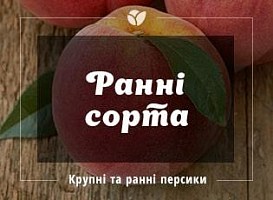 Ранні сорти персика - корисні статті про садівництво від Agro-Market