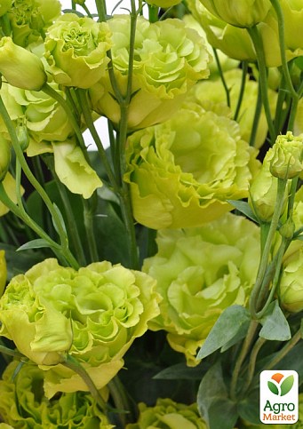 Эустома махровая "Mariachi Lime Green"