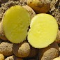 Картопля "Орла" насіннєва рання (1 репродукція) 1кг цена