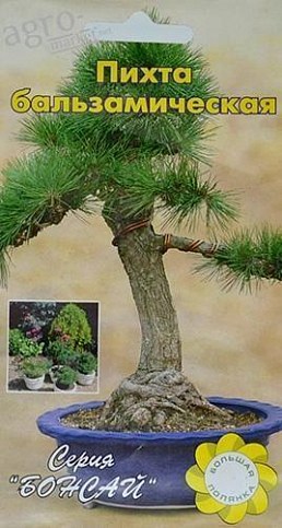 Ялиця бальзамическая ТМ "Велика галявина" 5шт
