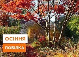 Чим білити дерева восени - корисні статті про садівництво від Agro-Market