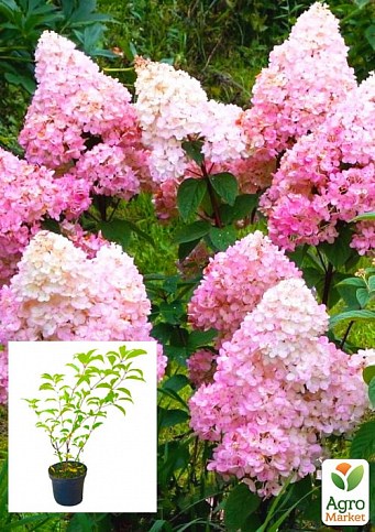 Гортензія волотиста 2-х річна "Vanilla Fraise" висота саджанця 25-45см