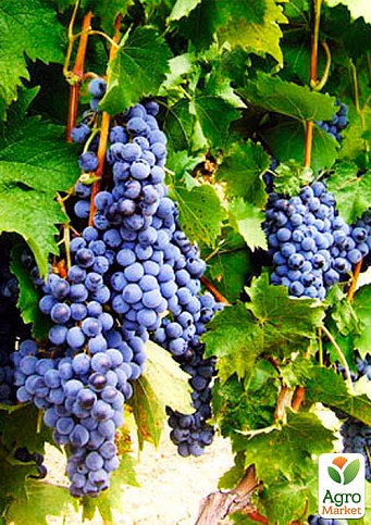 Виноград "Лівадійський чорний" (ідеальний для виноробства, ранньо-середній термін дозрівання, має оптимальні показники кислотності і цукристості) - фото 2