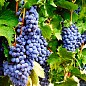 Виноград "Лівадійський чорний" (ідеальний для виноробства, ранньо-середній термін дозрівання, має оптимальні показники кислотності і цукристості) купить