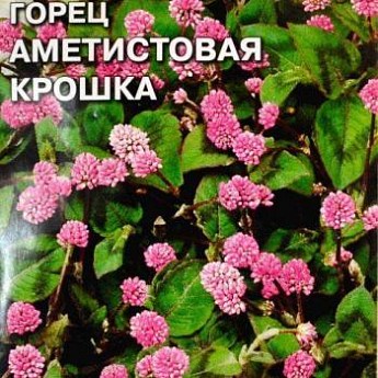 Горец головчатый посадка и уход в открытом грунте фото