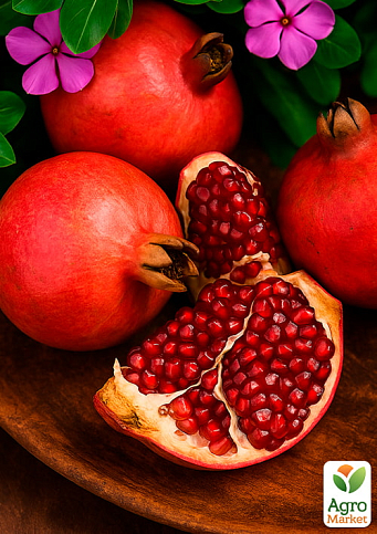 Гранат садовий 3-х річний «Велес» (висота саджанця 90-120см)  - фото 2