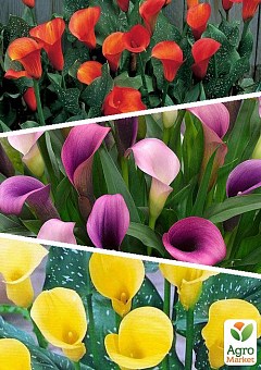 КАЛЛЫ: купить луковицы и клубни садовых калл почтой в Киеве, Одессе и ...