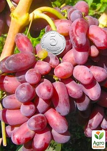 Виноград "Ризауш" (ранний срок созревания)