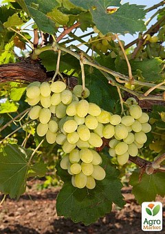 Привитый виноград "Алиготе №12" (винный сорт, подвой СО-4)2