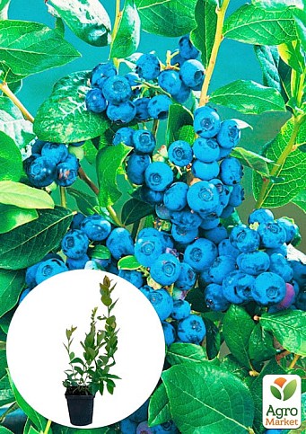 Ексклюзив! Лохина світло-синя "Аврора" (Aurora) (преміальний морозостійкий сорт, пізнього строку дозрівання)