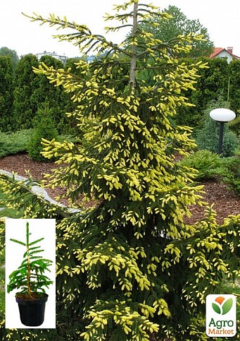 Ель восточная "Aureospicata" C2, высота 30-40см