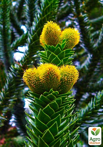 Араукария Чилийская (Araucaria araucana)