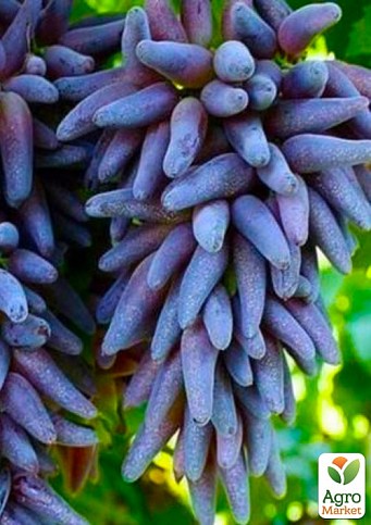 Виноград "Ведьмины пальцы" (Witch Fingers) (уникальный сорт)