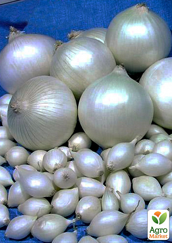 Голландский лук-севок (арбажейка) средне-ранний, овальный, белый "Snowball" 0.5кг