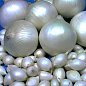 Голландский лук-севок (арбажейка) средне-ранний, белый "Snowball" 0.5кг