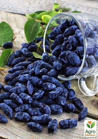 Жимолость "Гордость Бакчара" (средний срок созревания, крупноплодный сорт) - фото 4