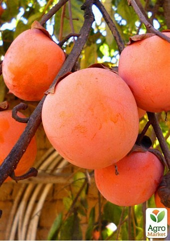 Хурма на виргинском морозостойком подвое "Божий дар" укорененная в контейнере (саженец 2 года) - фото 2