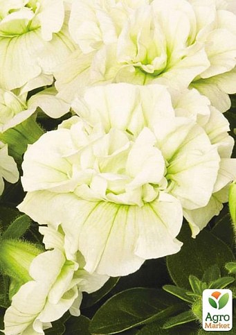 Петунія ампельна "Origami White" (контейнер №10, висота 10-15см)