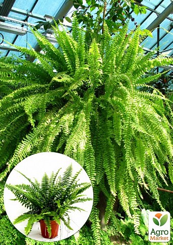 Нефролепис "Green Lady" (папоротник комнатный)