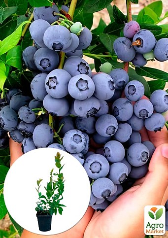 Лохина "Дюк" (Vaccinium corymbosum "Duke") Нідерланди, вазон П9