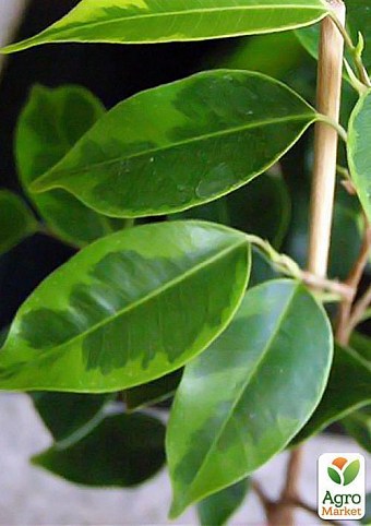 Фікус "Ficus benj. Anastasia." дм 21 см вис. 105 см