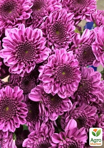 Хризантема мультифлора "Petit Purple"