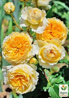 Троянда піоноподібна "Беатріс" (саджанець класу АА+) вищий сорт1
