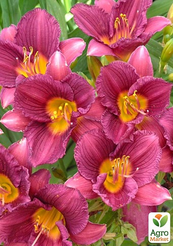 Лілійник "Purple Bicolor" 1шт в упаковці