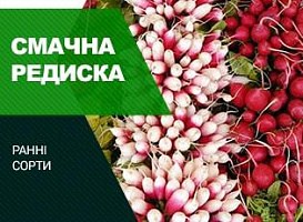 Смачний редис: самі скоростиглі сорти - корисні статті про садівництво від Agro-Market