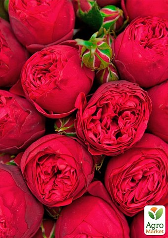 Троянда штамбова англійська "Piano" (саджанець класу АА+) вищий сорт - фото 3