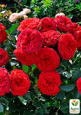 Троянда штамбова англійська "Piano" (саджанець класу АА+) вищий сорт - фото 2