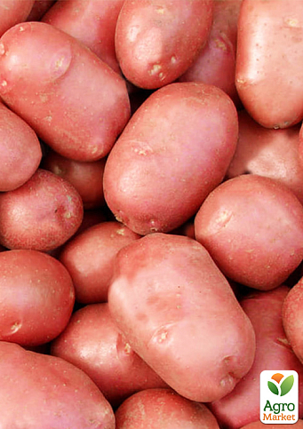 Картопля "Есмі" насіннєва рання (1 репродукція) 10кг