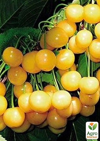 Черешня жовта "Денісена" (літній сорт, середній термін дозрівання)
