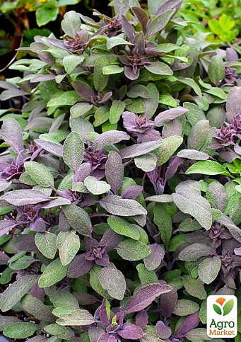 Шавлія "Purpurea"