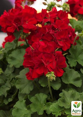 Пеларгонія ампельна "Ivy Deep Red" (контейнер № 10, висота 10-20 см)