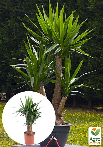 LMTD Юкка Гигантская Слоновая 3-х летняя "Yucca Elephanipes" (высота 45-65см)