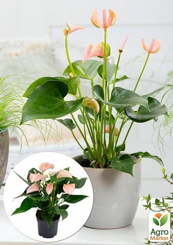 Антуріум (Anthurium) "Joli Peach"