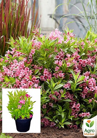 Вейгела квітуча 2-х річна "Пікобелла Роса" (Weigela Picobella Rosa) С2, висота 20-40см