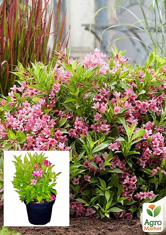 Вейгела цветущая 2-х летняя "Пикобелла Роса"(Weigela Picobella Rosa) С2, высота 20-40см