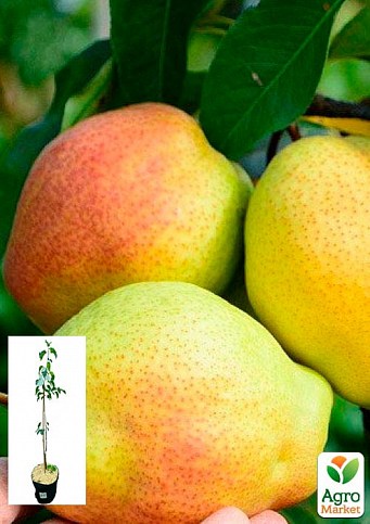 Груша "Киргизька" вкорінена в контейнері (саджанець 2 роки)