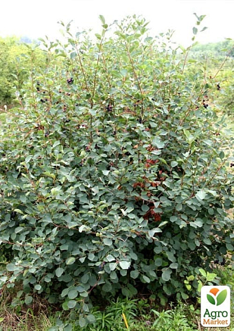 Ірга 2-річна вільхолиста "Amela" (вкорінена в контейнері) - фото 2