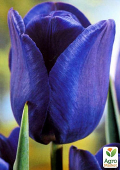 Тюльпан "Blue Aimable" 3шт в упаковке17