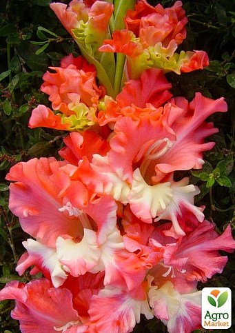 Гладиолус "Frizzled Coral Lace" 3шт