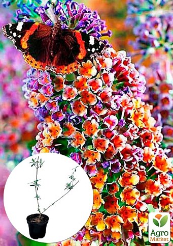 Буддлея Давида 3х летняя "Flower Power" С2