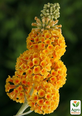 Буддлея Вейера "Sungold"