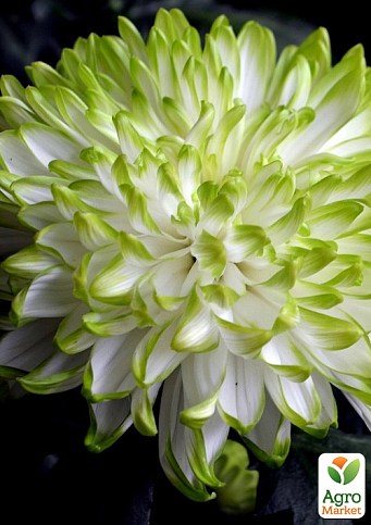 Хризантема  "Greenstar" (низкорослая крупноцветковая)