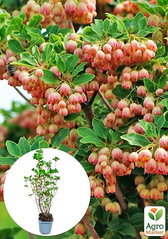 LMTD Энкиантус колокольчатый "Enkianthus campanulatus" высота 60-80см